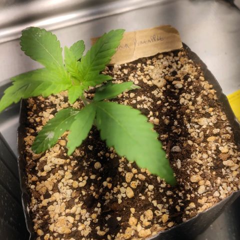 3 - Tropicana Inflamável - Sour Pineapple growlog timeline photo