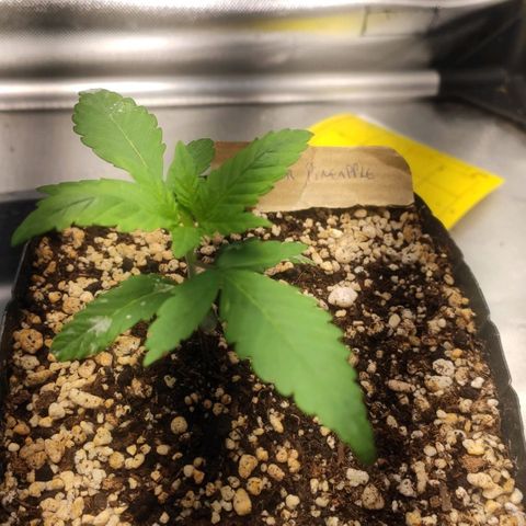 3 - Tropicana Inflamável - Sour Pineapple growlog timeline photo
