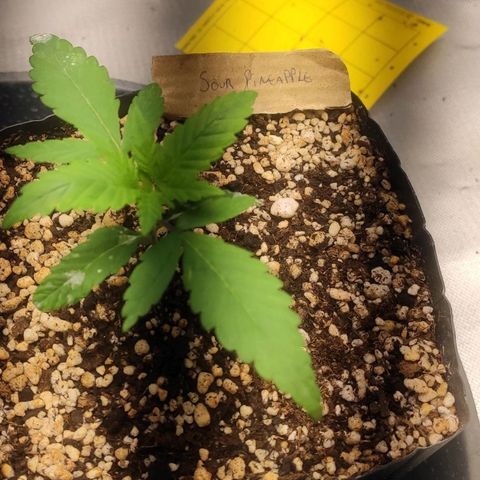 3 - Tropicana Inflamável - Sour Pineapple growlog timeline photo