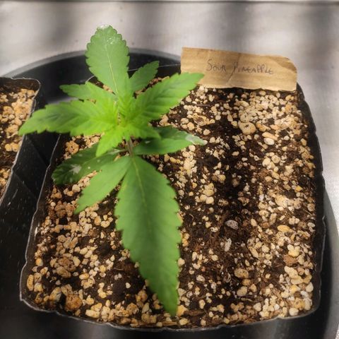 3 - Tropicana Inflamável - Sour Pineapple growlog timeline photo