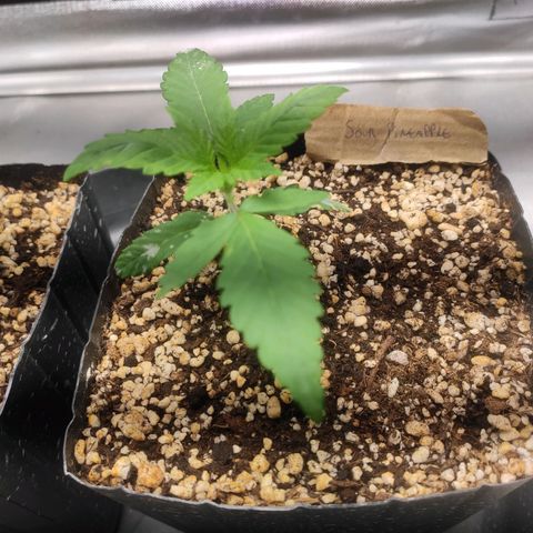 3 - Tropicana Inflamável - Sour Pineapple growlog timeline photo