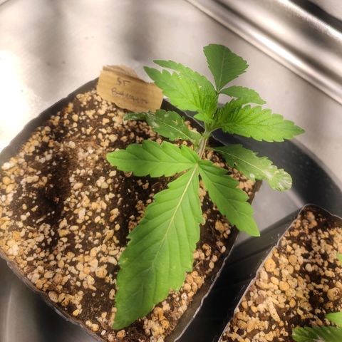 2 - Dixie Kong - Strawberry Banana growlog timeline photo