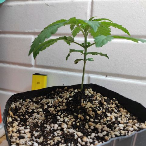 2 - Dixie Kong - Strawberry Banana growlog timeline photo