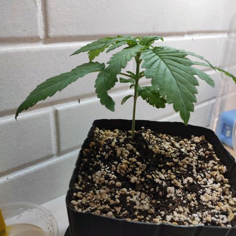 2 - Dixie Kong - Strawberry Banana growlog timeline photo
