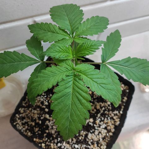2 - Dixie Kong - Strawberry Banana growlog timeline photo