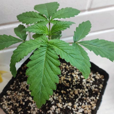 2 - Dixie Kong - Strawberry Banana growlog timeline photo