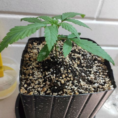 3 - Tropicana Inflamável - Sour Pineapple growlog timeline photo