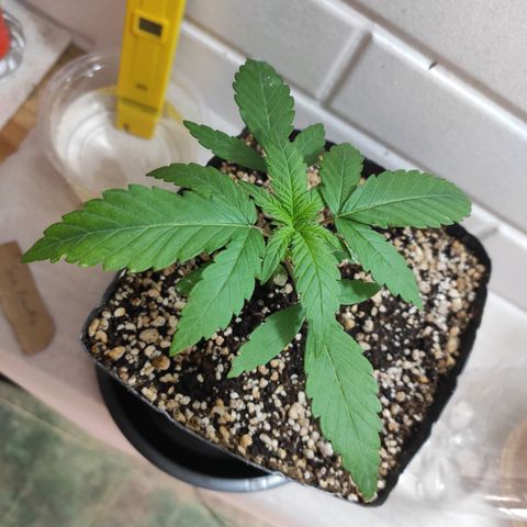 3 - Tropicana Inflamável - Sour Pineapple growlog timeline photo