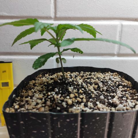 3 - Tropicana Inflamável - Sour Pineapple growlog timeline photo