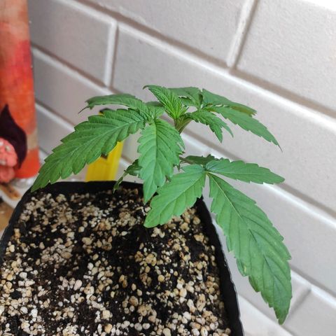 2 - Dixie Kong - Strawberry Banana growlog timeline photo