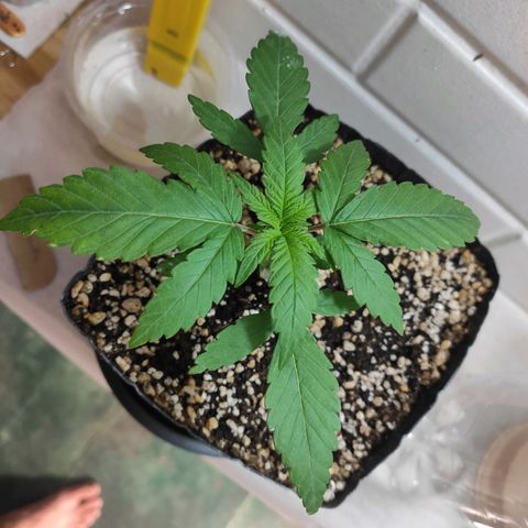 3 - Tropicana Inflamável - Sour Pineapple growlog timeline photo