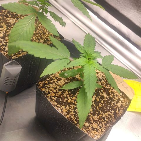 3 - Tropicana Inflamável - Sour Pineapple growlog timeline photo