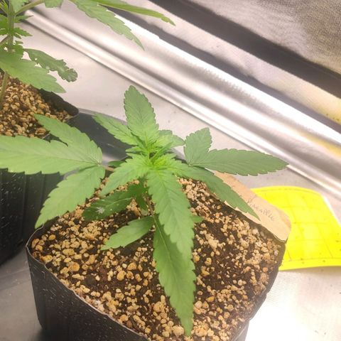 3 - Tropicana Inflamável - Sour Pineapple growlog timeline photo
