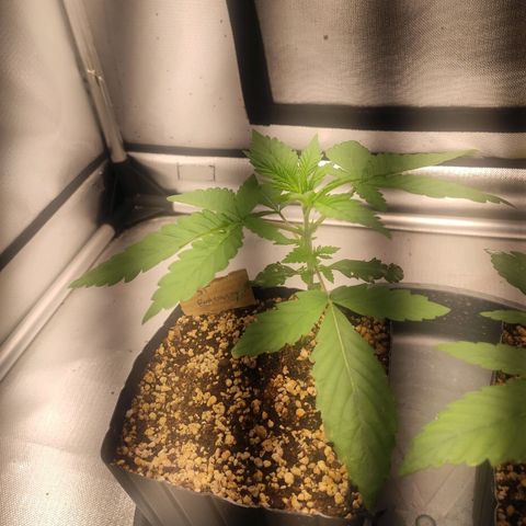 2 - Dixie Kong - Strawberry Banana growlog timeline photo