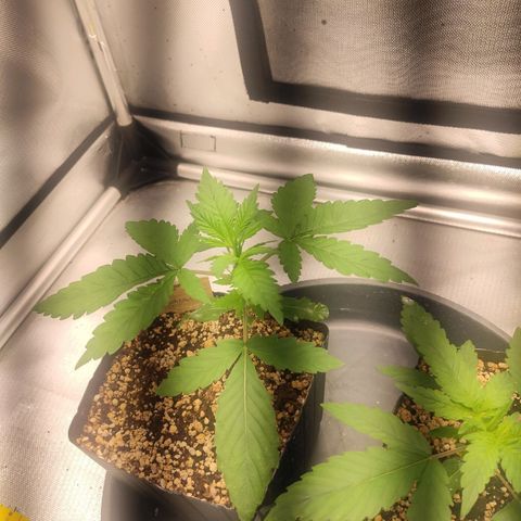 2 - Dixie Kong - Strawberry Banana growlog timeline photo