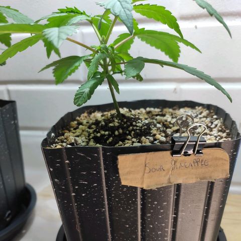 3 - Tropicana Inflamável - Sour Pineapple growlog timeline photo