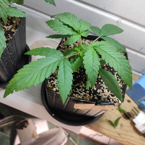 3 - Tropicana Inflamável - Sour Pineapple growlog timeline photo