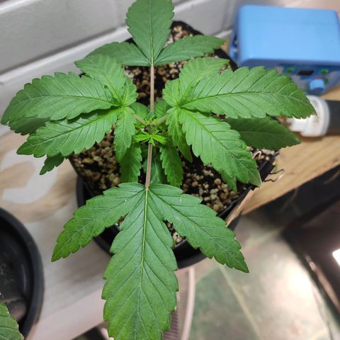 3 - Tropicana Inflamável - Sour Pineapple growlog timeline photo