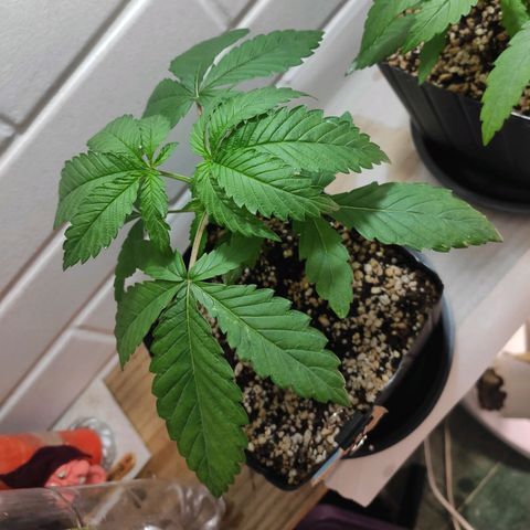 2 - Dixie Kong - Strawberry Banana growlog timeline photo