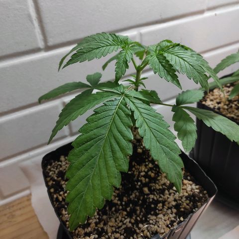 2 - Dixie Kong - Strawberry Banana growlog timeline photo