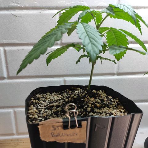 2 - Dixie Kong - Strawberry Banana growlog timeline photo