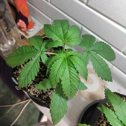 2 - Dixie Kong - Strawberry Banana growlog timeline photo