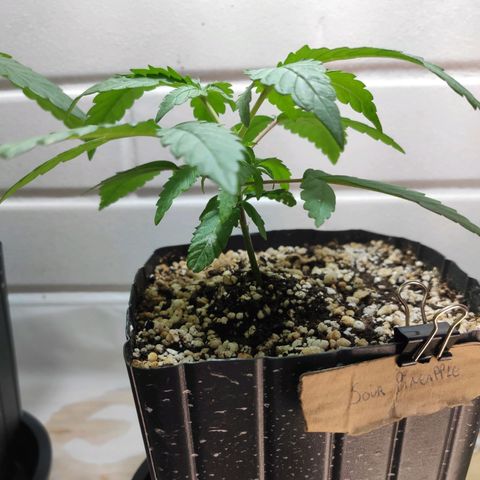 3 - Tropicana Inflamável - Sour Pineapple growlog timeline photo