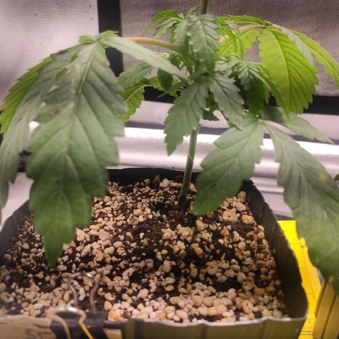2 - Dixie Kong - Strawberry Banana growlog timeline photo