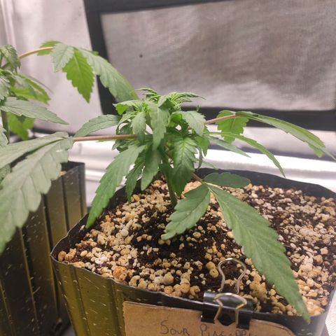 3 - Tropicana Inflamável - Sour Pineapple growlog timeline photo