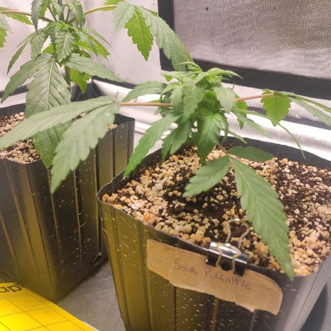 3 - Tropicana Inflamável - Sour Pineapple growlog timeline photo