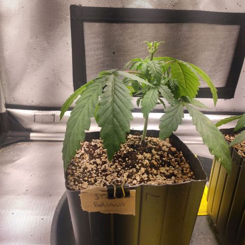 2 - Dixie Kong - Strawberry Banana growlog timeline photo