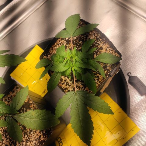 3 - Tropicana Inflamável - Sour Pineapple growlog timeline photo