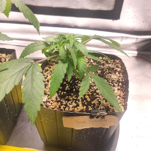 3 - Tropicana Inflamável - Sour Pineapple growlog timeline photo