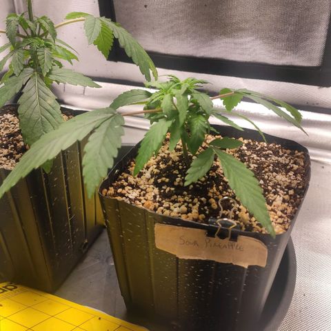 3 - Tropicana Inflamável - Sour Pineapple growlog timeline photo