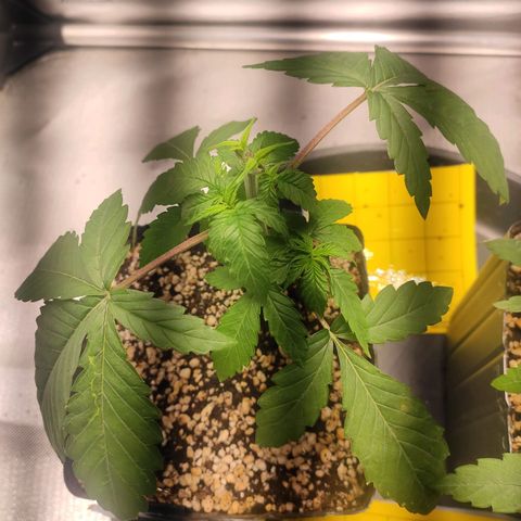 2 - Dixie Kong - Strawberry Banana growlog timeline photo