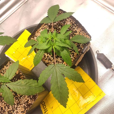 3 - Tropicana Inflamável - Sour Pineapple growlog timeline photo