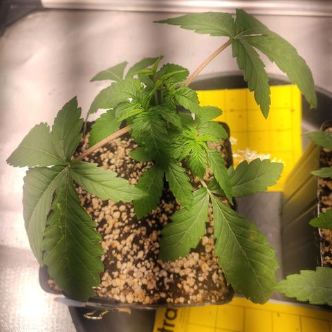 2 - Dixie Kong - Strawberry Banana growlog timeline photo
