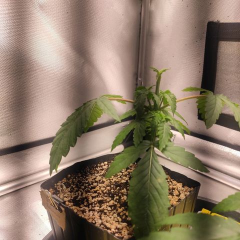 2 - Dixie Kong - Strawberry Banana growlog timeline photo