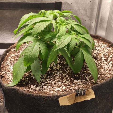 3 - Tropicana Inflamável - Sour Pineapple growlog timeline photo