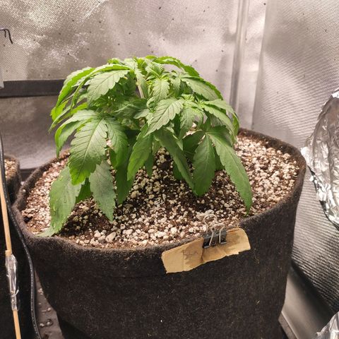 3 - Tropicana Inflamável - Sour Pineapple growlog timeline photo