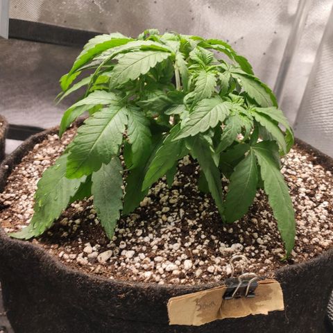3 - Tropicana Inflamável - Sour Pineapple growlog timeline photo
