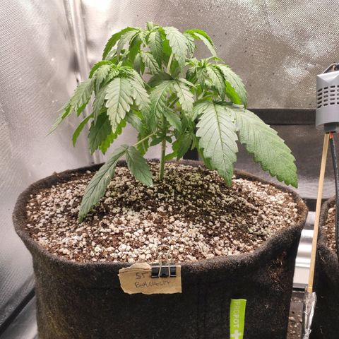 2 - Dixie Kong - Strawberry Banana growlog timeline photo