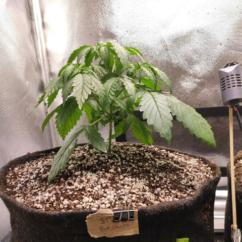 2 - Dixie Kong - Strawberry Banana growlog timeline photo
