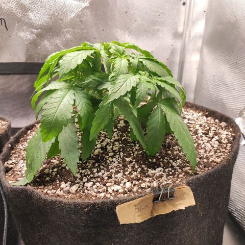 3 - Tropicana Inflamável - Sour Pineapple growlog timeline photo