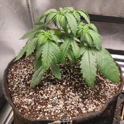 2 - Dixie Kong - Strawberry Banana growlog timeline photo