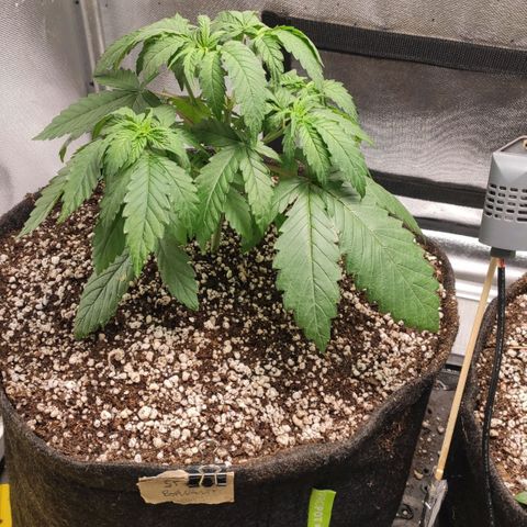 2 - Dixie Kong - Strawberry Banana growlog timeline photo
