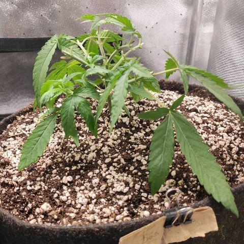 3 - Tropicana Inflamável - Sour Pineapple growlog timeline photo