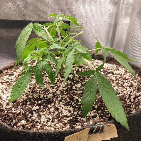 3 - Tropicana Inflamável - Sour Pineapple growlog timeline photo