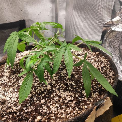 3 - Tropicana Inflamável - Sour Pineapple growlog timeline photo