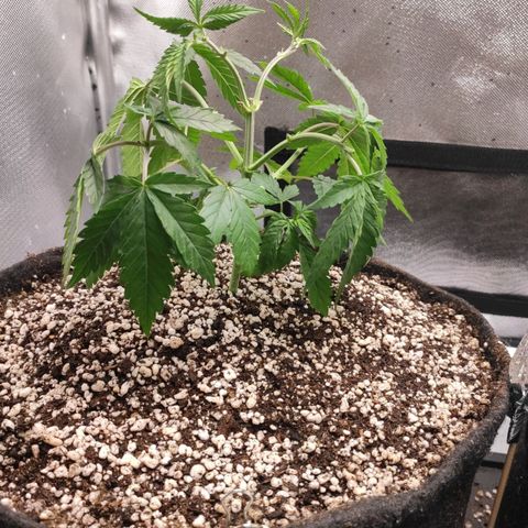 2 - Dixie Kong - Strawberry Banana growlog timeline photo